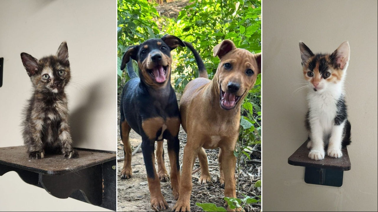 Entre os candidatos à adoção estão filhotes vítimas de atropelamento e abandonados em lotes vagos 